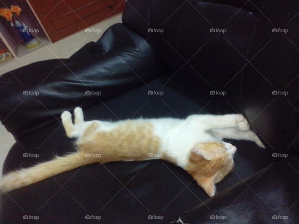 Funny Cat Sleeping