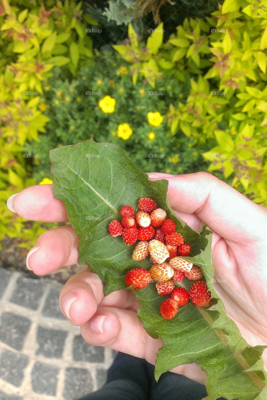 Wild strawberries. Wild strawberries