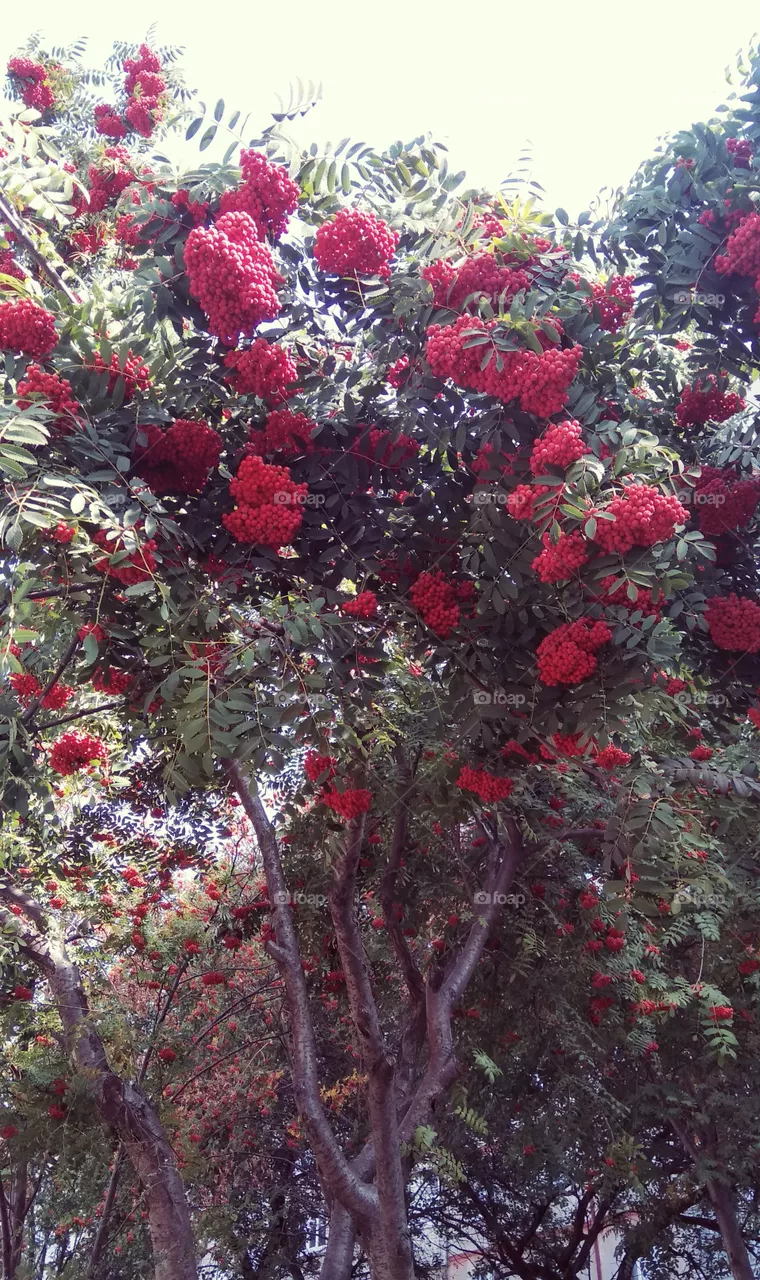 red