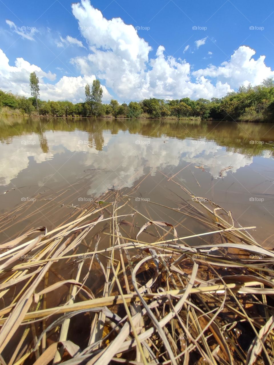 Pond