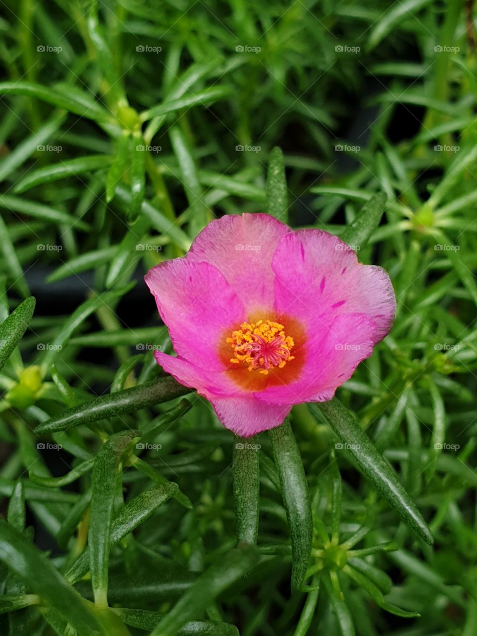 my beautiful Portulaca grandiflora