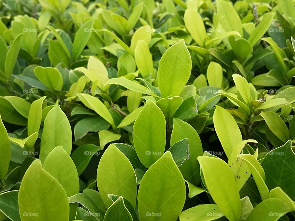 leafs