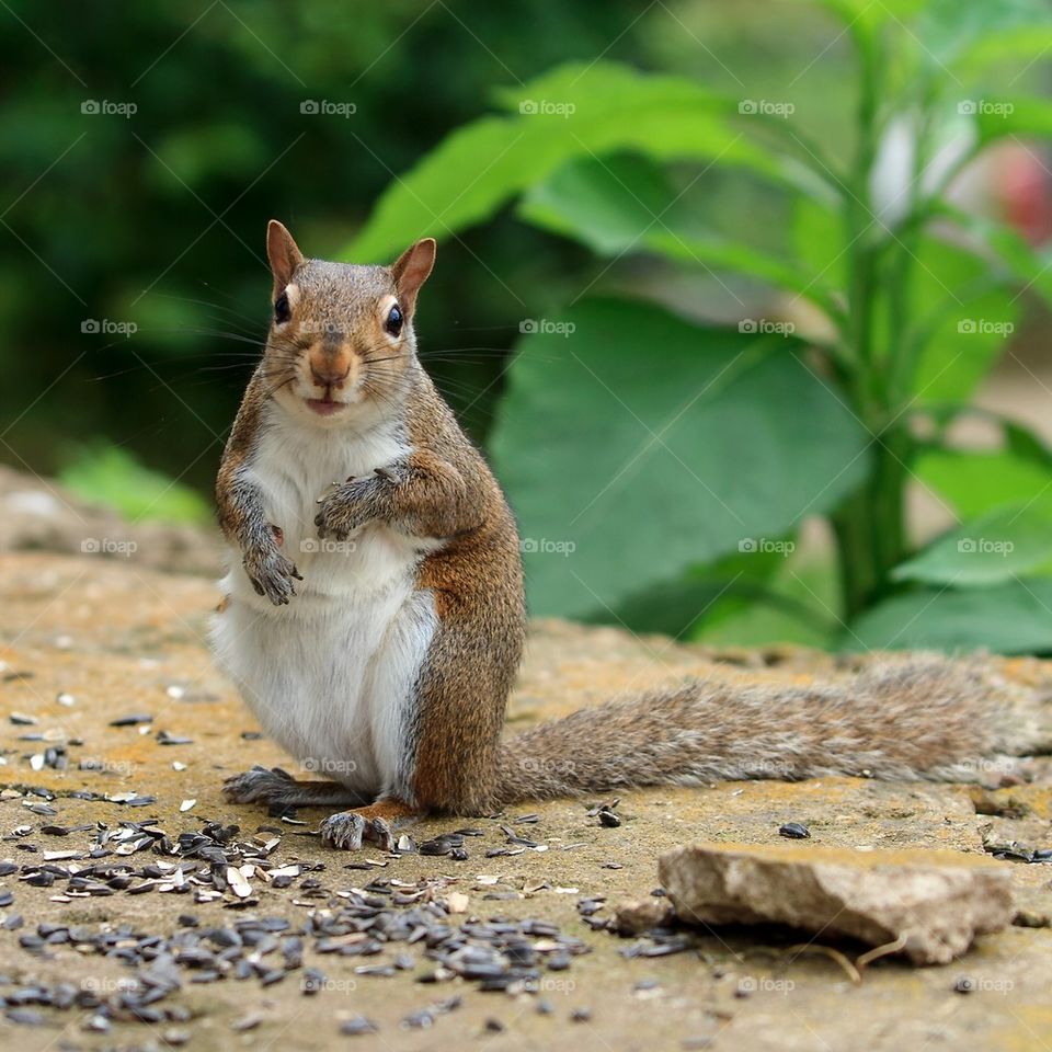 squirrel