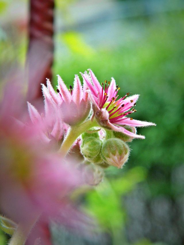 Close-up of pink flower
