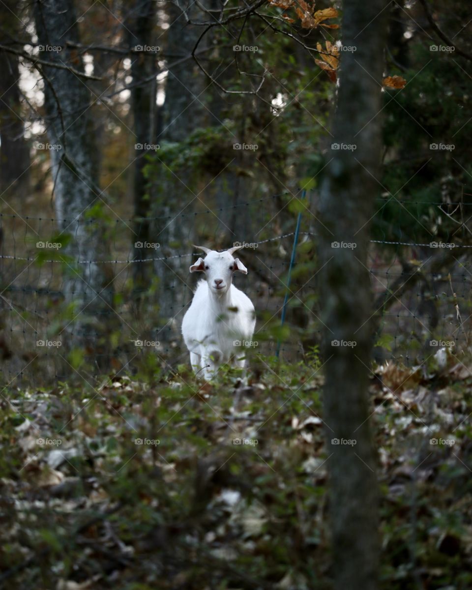A wild goat in the woods during fall.