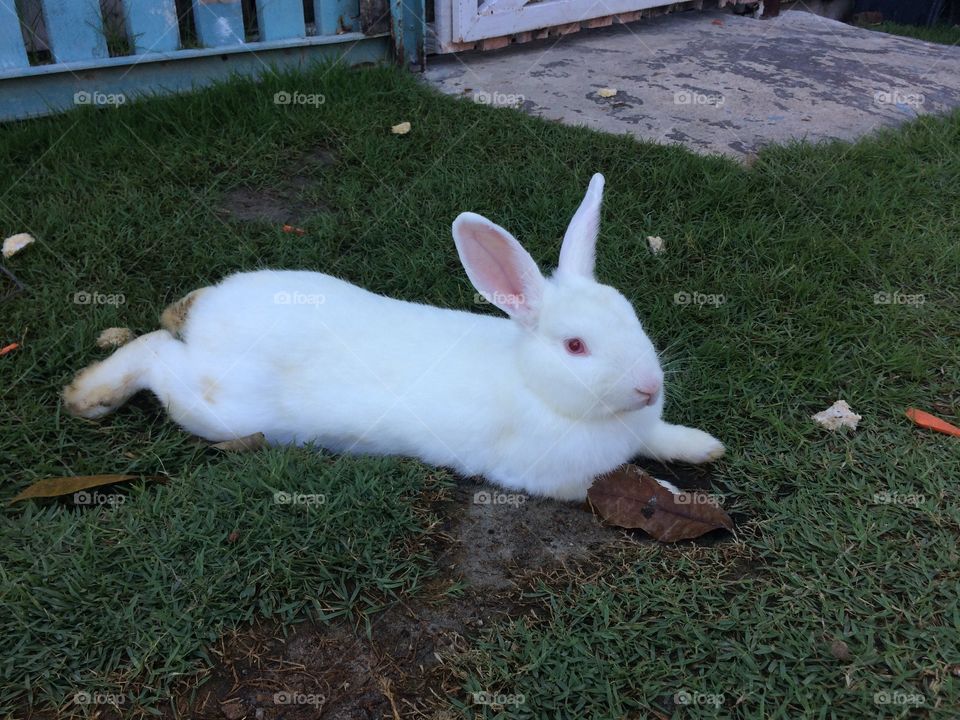 White rabbit lying on the garden 