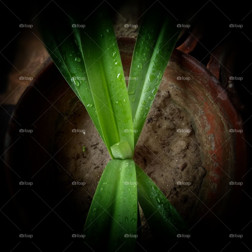 Raindrops on green leaves