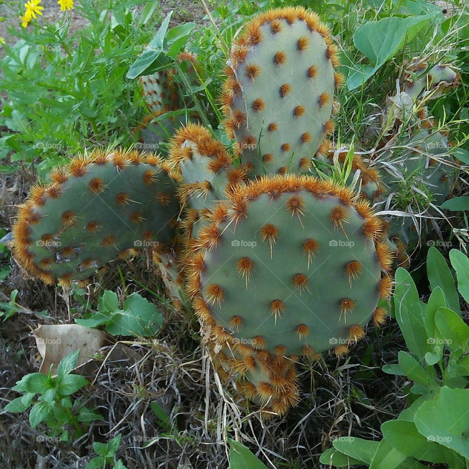 Cactus plant