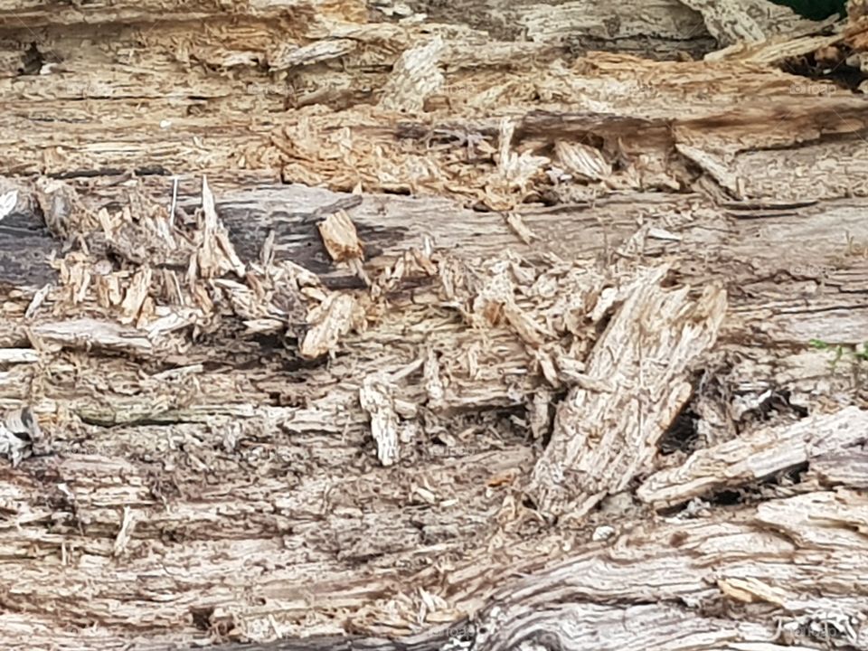 Tree stump that has been gnawed on. photo zoomed in. nature