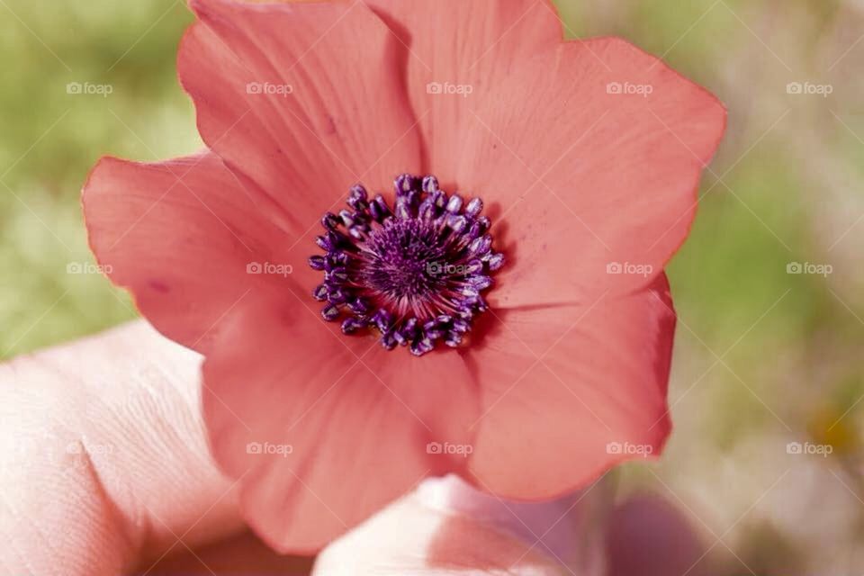 Red poppy 
