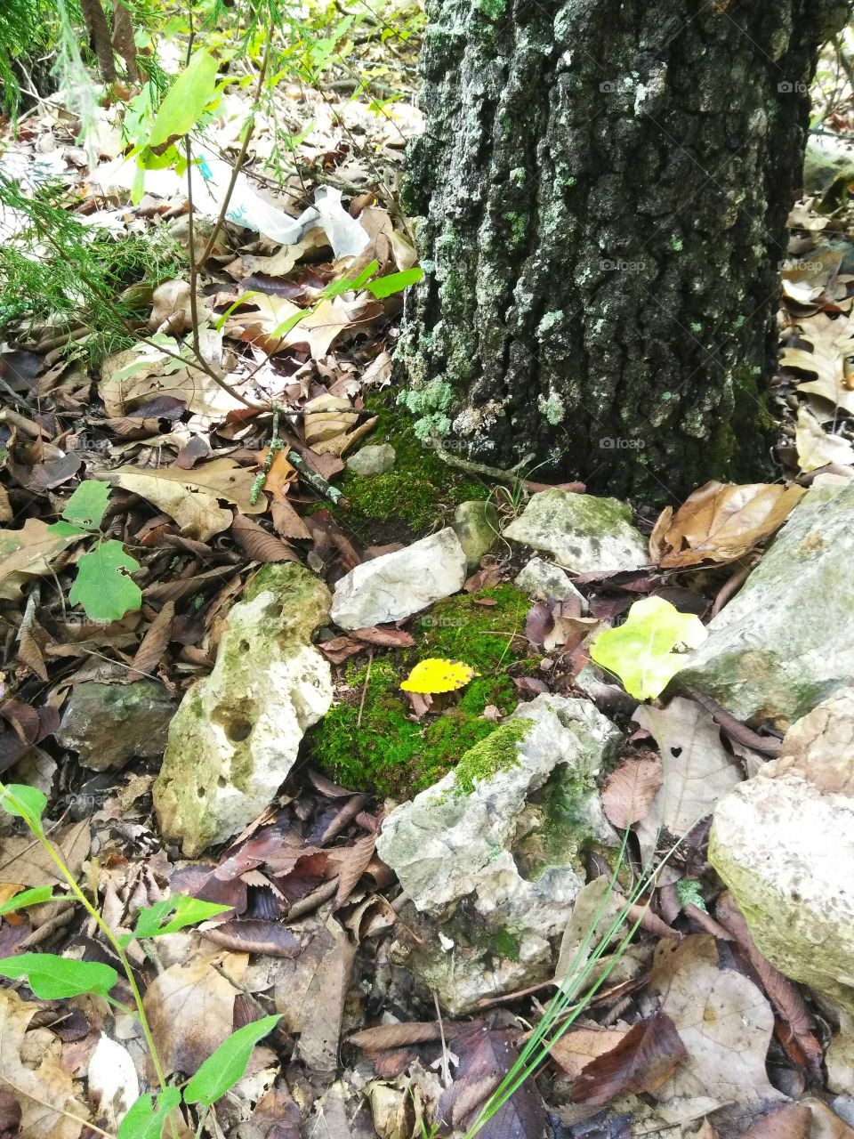 Just beautiful, love fall.