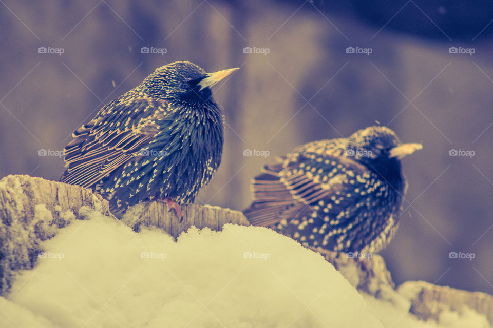 blue and brown birds sitting on a snow covered fence