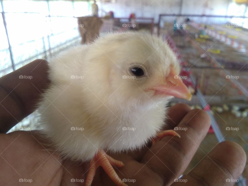 commercial layer Chicks