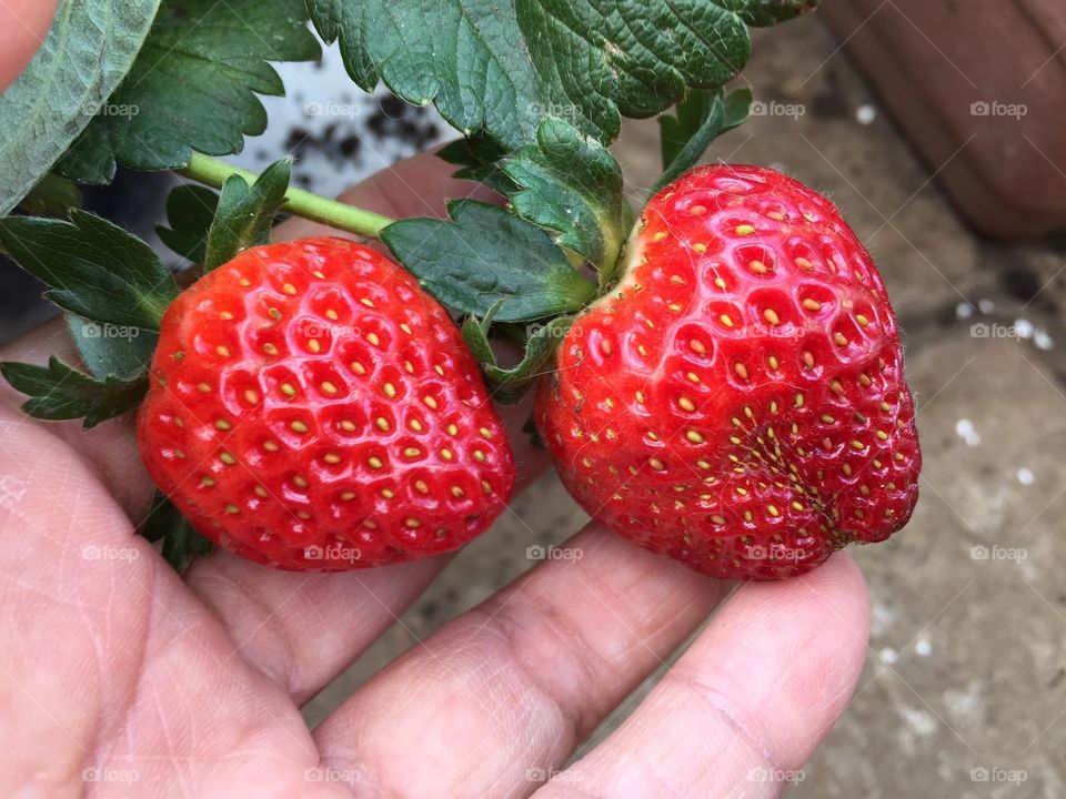 Strawberry