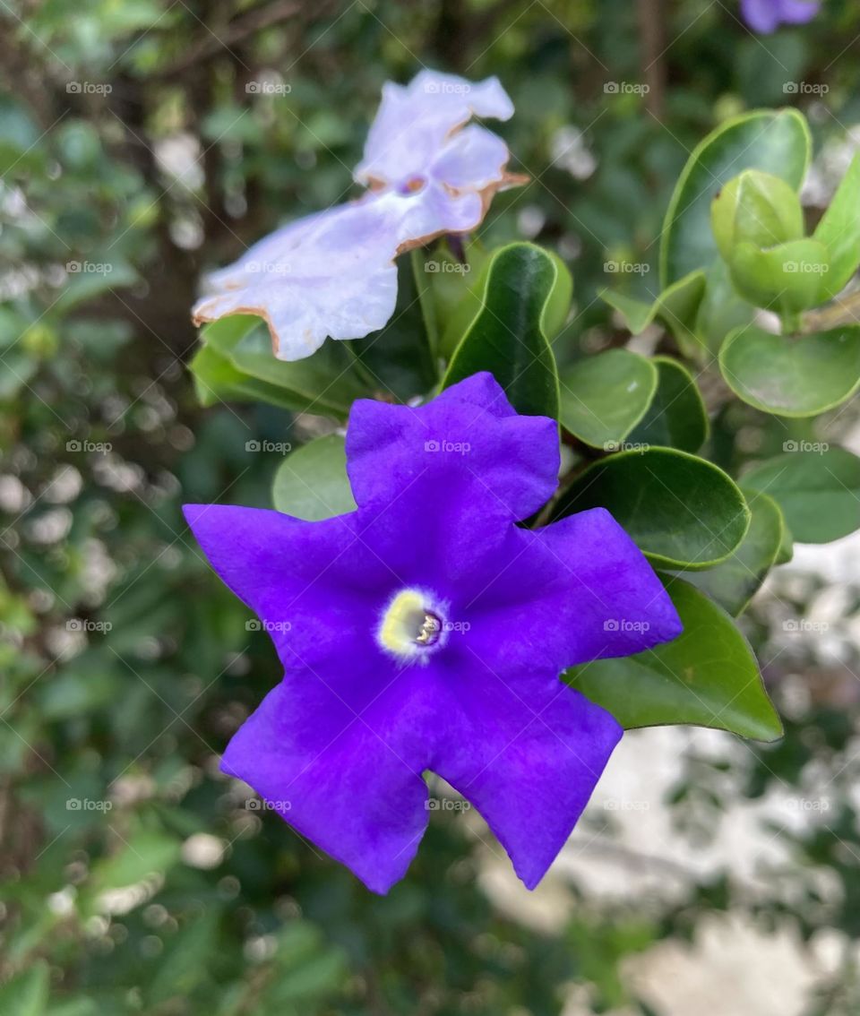 🌹 🇺🇸 Very beautiful flowers to brighten our day.  Live nature and its beauty. Did you like the delicate petals? / 🇧🇷 Flores muito bonitas para alegrar nosso dia. Viva a natureza e sua beleza. Gostaram das pétalas delicadas?