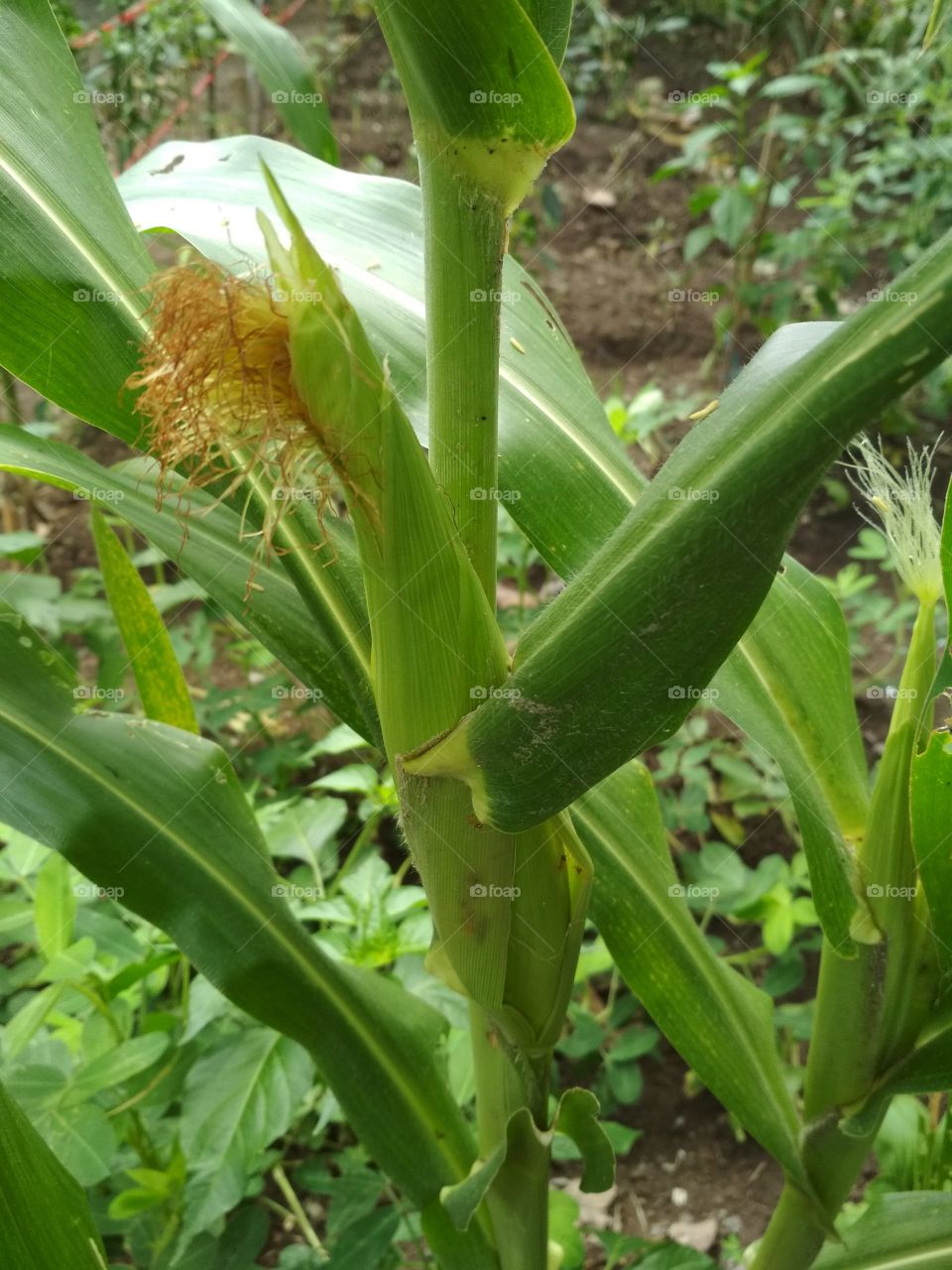 The corn