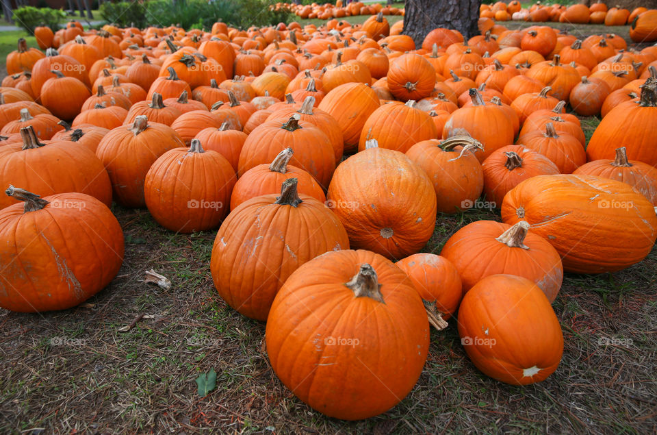 Pumpkin Farm