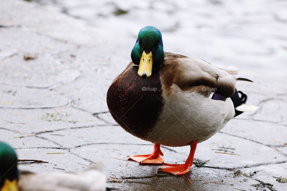 Duck