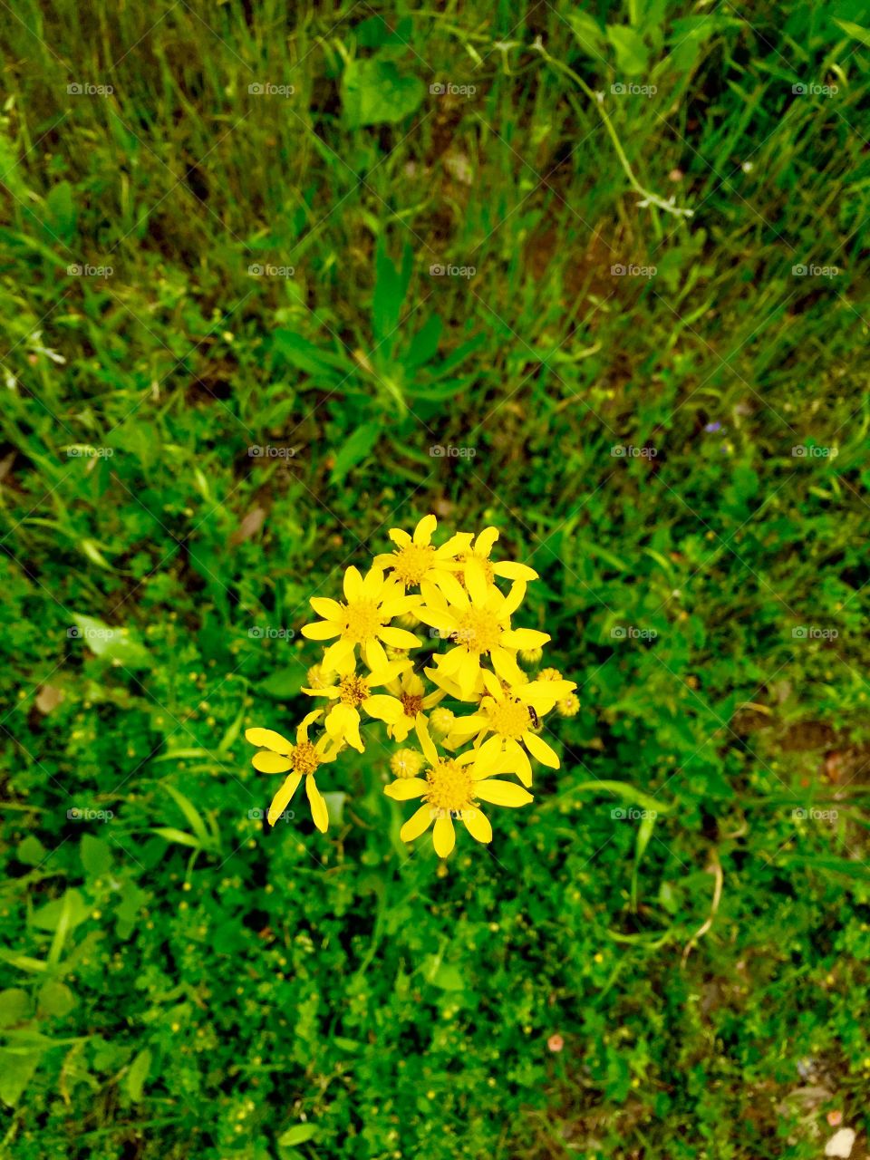 Yellow cluster