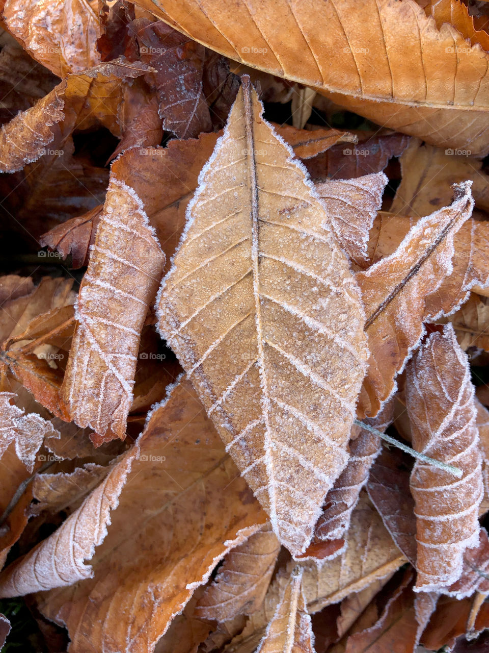 leaves frozen by frost morning in autumn