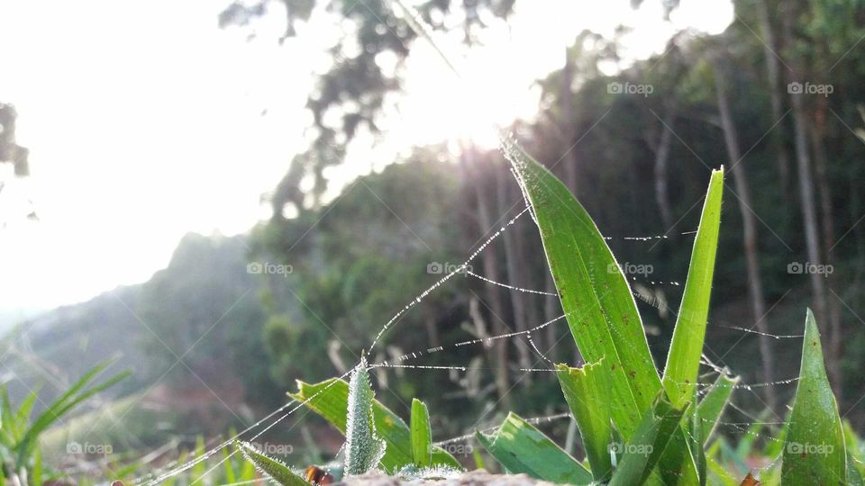 Dawn with dew