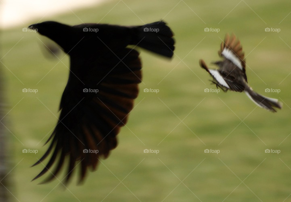 nature birds cute david by lightanddrawing