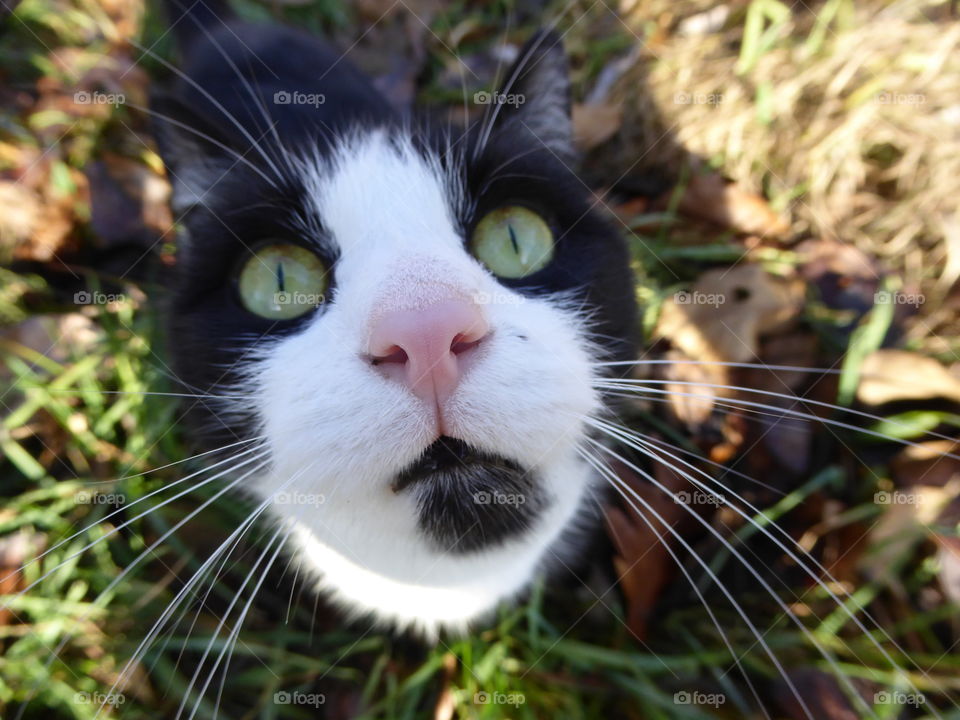 funny blackandwhite cat looking surprised