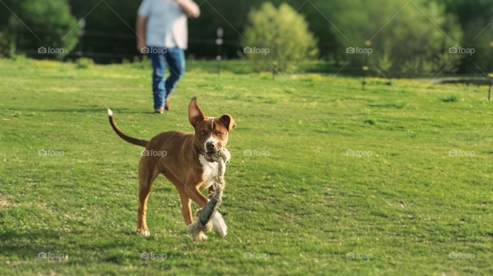 A man walking behind a young puppy dog down a hill in spring grass and the puppy is running carrying a rope bone with one ear flopping