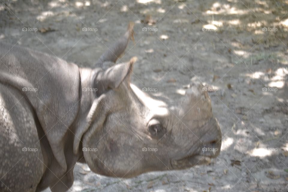 A closeup look at a rhinoceros’ head from the side