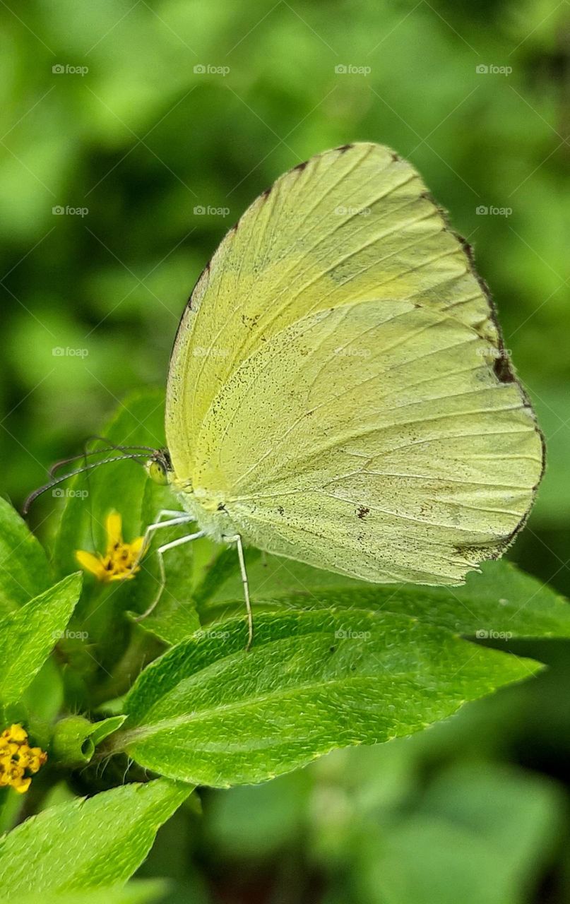 Butterfly Common grass yellow