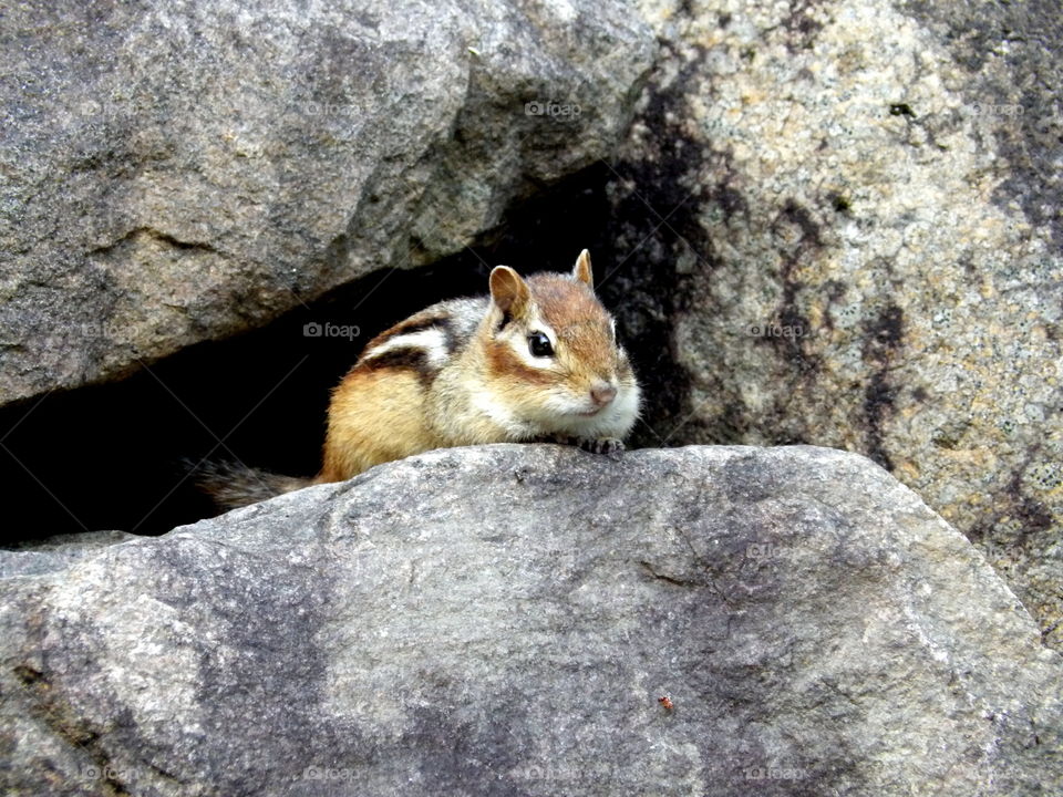 chipmunk