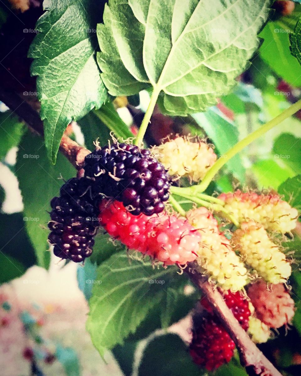 🇺🇸 Delicious blackberries from our backyard. Since these fruits are so healthy… / 🇧🇷 Amoras deliciosas do nosso quintal. Como essas frutas são tão saudáveis…