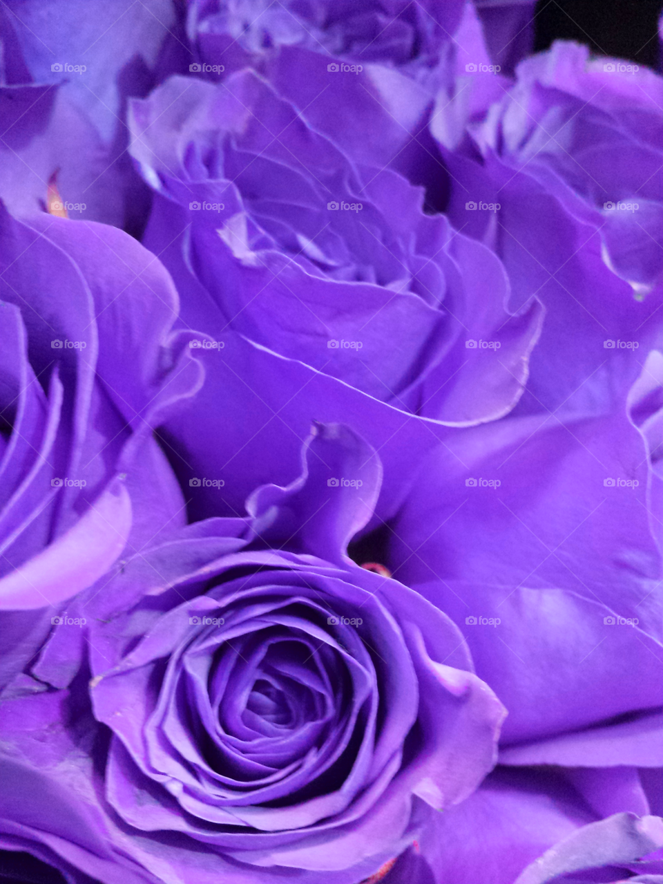 Purple Roses