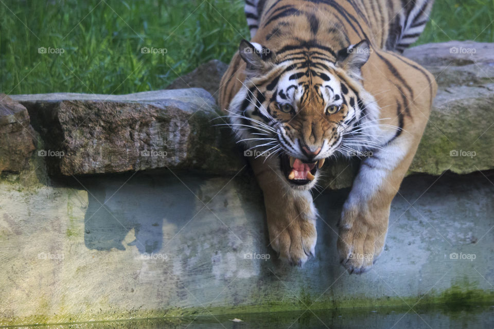 Roaring tiger .
Rytande tiger  