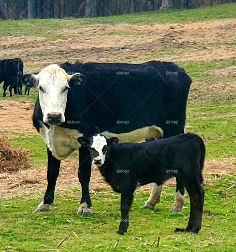 momma cow and her calf