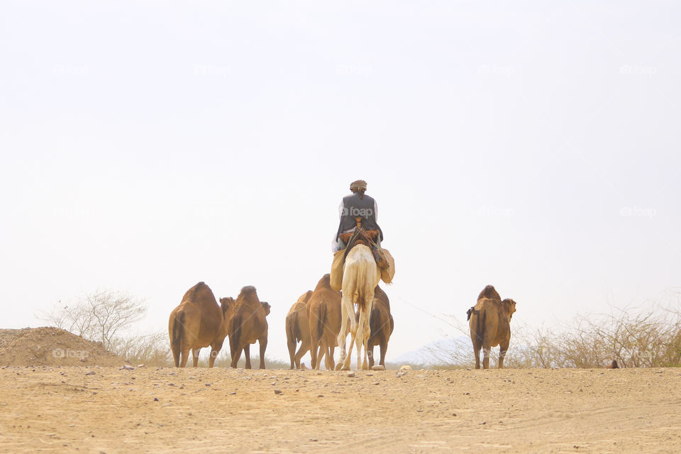 camel, desert, animal, travel, nature, isolated, tourism, journey, sand, white, mammal, africa, background, dromedary, vector, caravan, egypt, ride, arab, arabic, illustration, dune, silhouette, sky, east, exotic, cartoon, hump, arabian, sahara, african, wildlife, sun, traditional, transportation, wild, hot, transport, cute, ethnic, brown, beast, smile, safari, camel farm, funny, heat, camel eye, decorated, bright