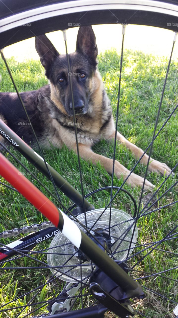 He goes everywhere with me. German Shepherd guarding  the bicycle so I don't leave without him