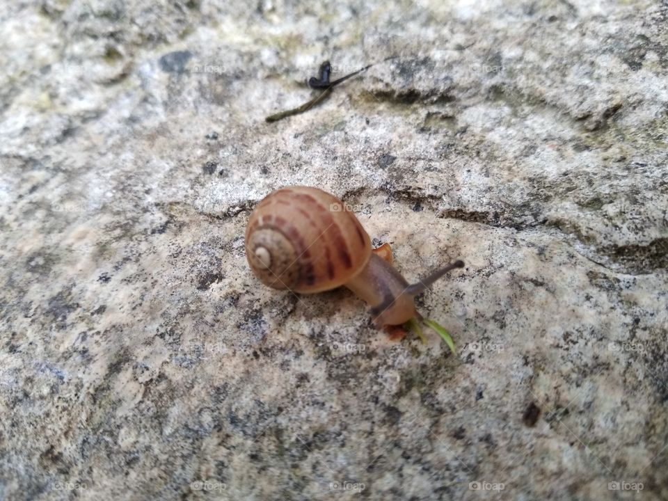 Snail