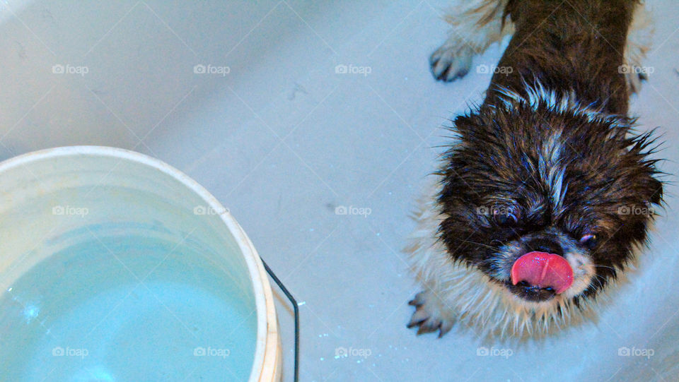 Pekingese dog getting a refreshing bath