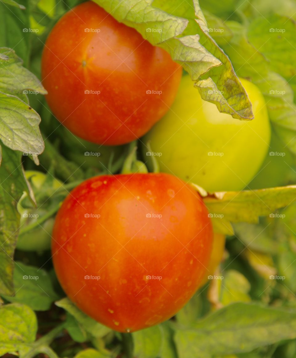 Closeup of three tomatoes growing in garden—two red, one green