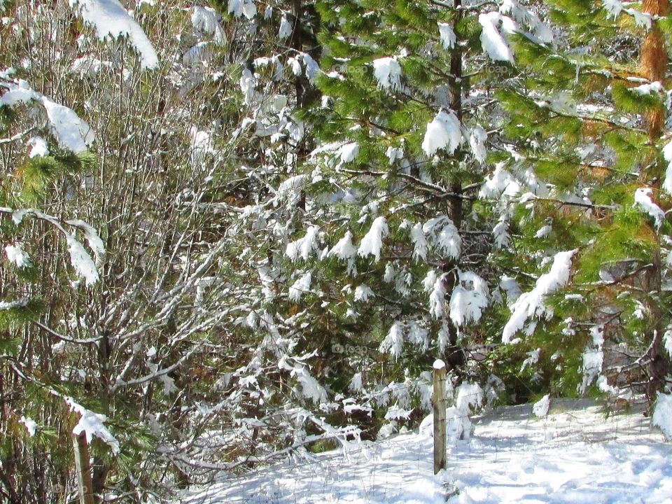 winter time in the Sierra mountains with snow-covered pine trees