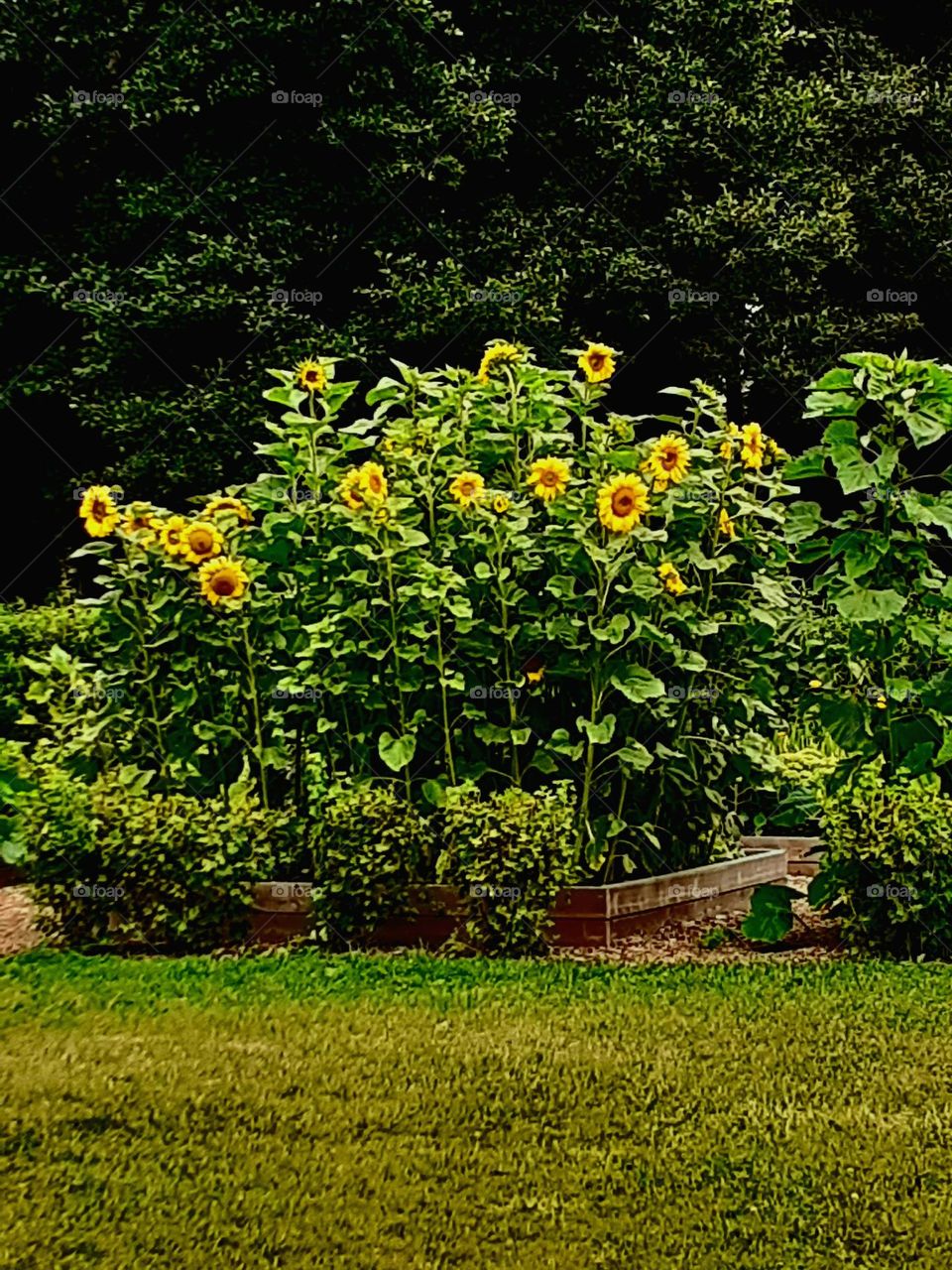 Подсолнухи. "Израильский сад". Парк Нордекю. Рига