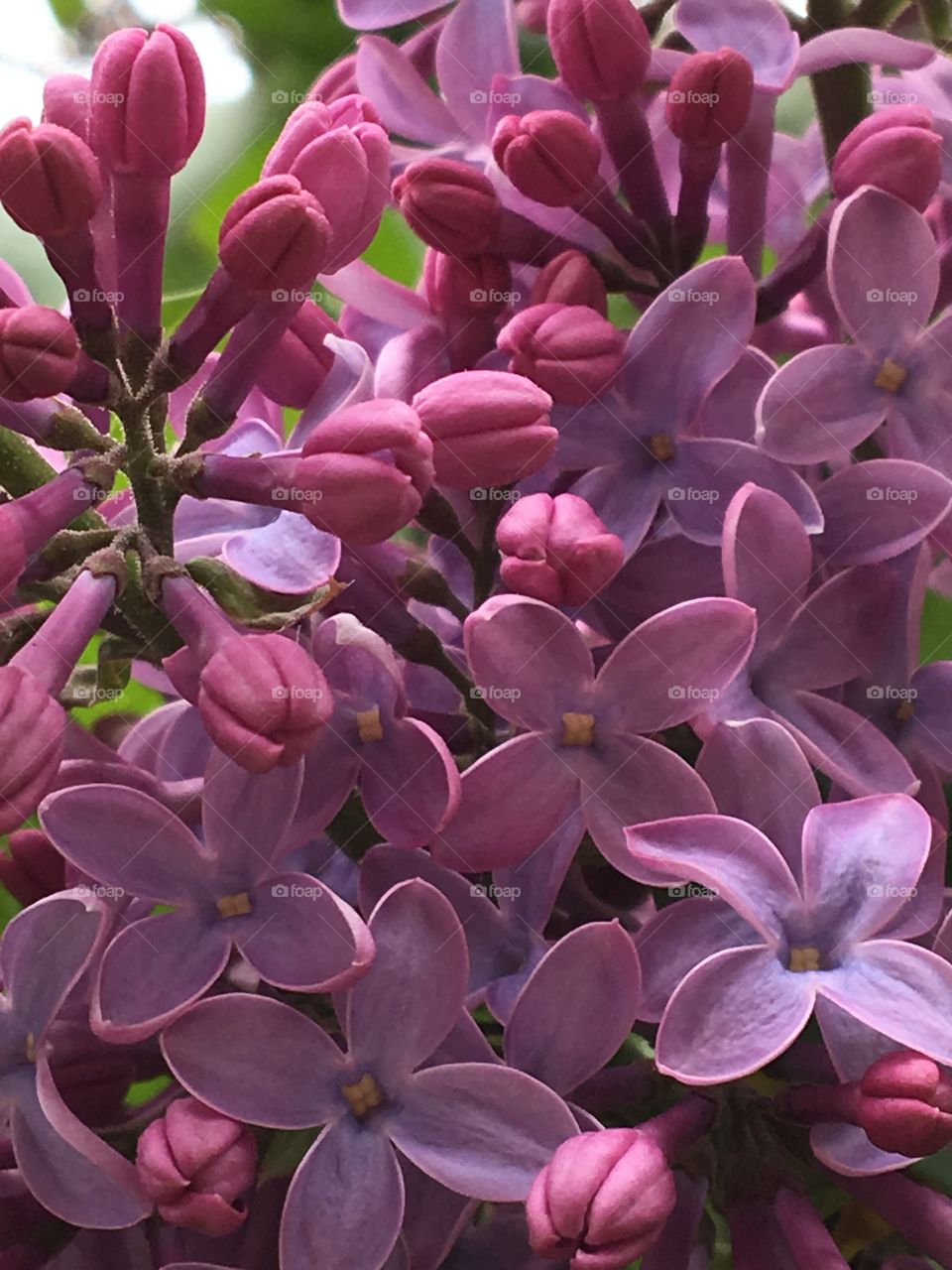 Purple Lilac flowers- close up