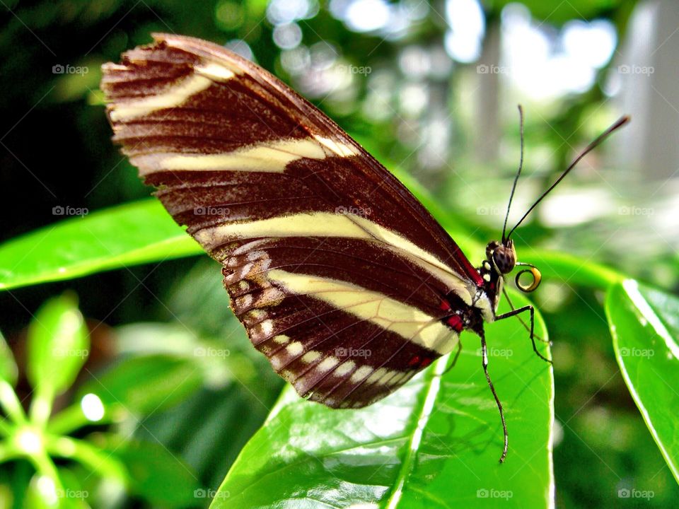 Pretty Indiana butterfly 