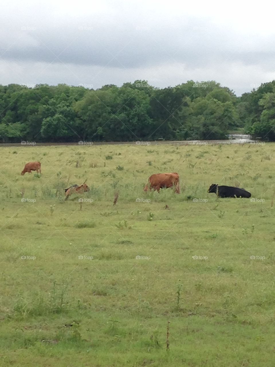 To rest or to graze?. Cows in a field