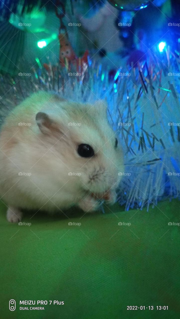 hamster