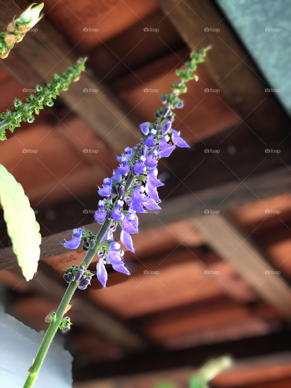 Boldo Flower. The tea is not that good, but the little flowers are beautiful: delicate and cute!