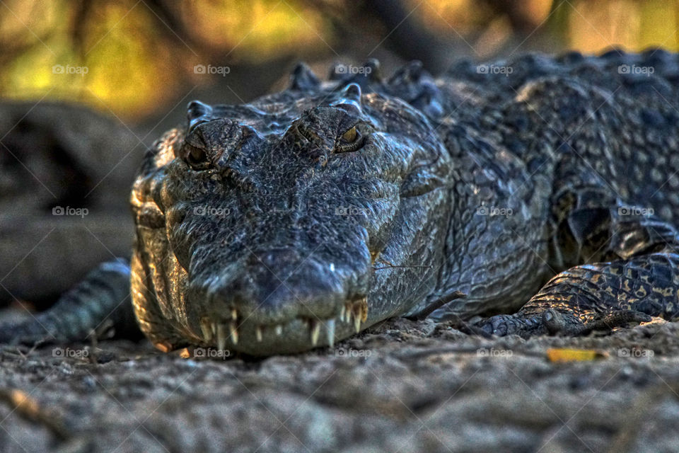 Salt water crocodile