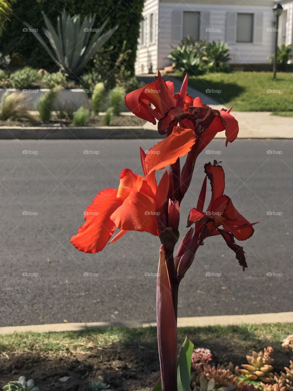 No Person, Flower, Outdoors, Summer, Garden