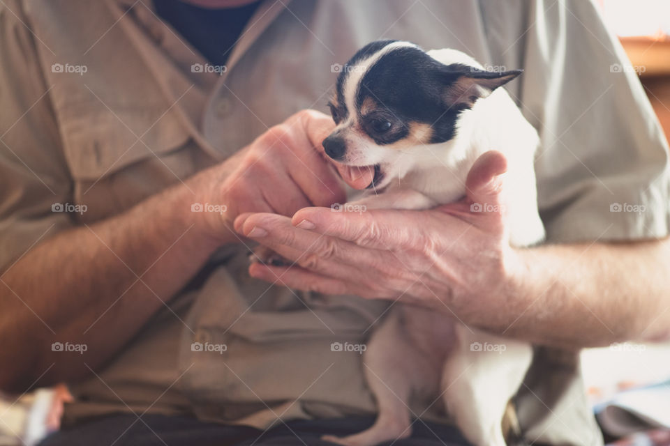 The old senior man playing with the little Chihuahua. Hands closeup shot